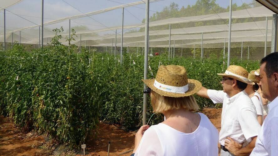 tomate ensayo|Infos de Wake